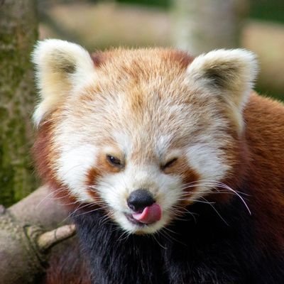 ocasionally Posting Trash Pandas.
Feel free to be dissapointed.

Help Red Pandas! : https://t.co/Xfn6p6f31f