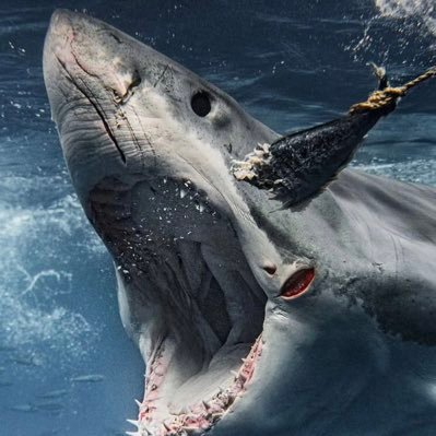 SaltyBackup1388's profile picture. 