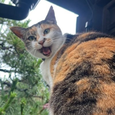 ゴリランドさんのプロフィール画像