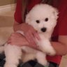 bitterbichon's profile picture. Working overtime to protect my family from covid.
Wear a mask.
Proud #Bichon owner.