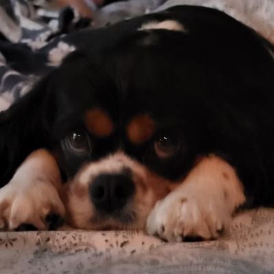 WCRed816's profile picture. Dad. Husband. Working Class Dreamer. If you are more fortunate than others build a longer table not a taller fence. #Packers #Bucks #AEW #WWE #ImperfectAlly