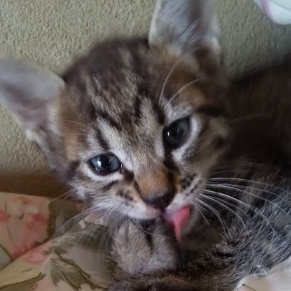 最近、子猫ちゃんが家族の一員となり
奮闘しております。
  
虎柄が可愛い、たまちゃん💛です
よろしくお願いしまーす((((っ･ω･)っ 
     
オルゴナイトペンダント
オルゴナイトキーホルダー
を製作して販売しております。
ご希望の方は、メルカリ森のくまさん
を覗いてみてくださいね。