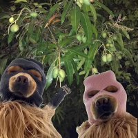 madeoc (@mmadeoc) 's Twitter Profile