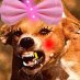 Suprema Comandante (@perramalandra33) Twitter profile photo Suprema Comandante (@perramalandra33) Twitter profile photo
