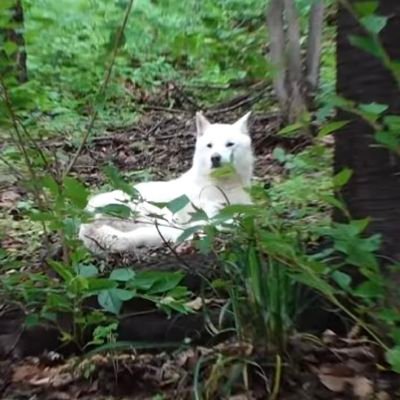 猫様の元へ静岡県から東京都に来た犬🐶
甲田療法で難病完全寛解。
鍼灸、漢方、ハーブティー、薬草茶を好む。天安門事件、台湾独立支持。