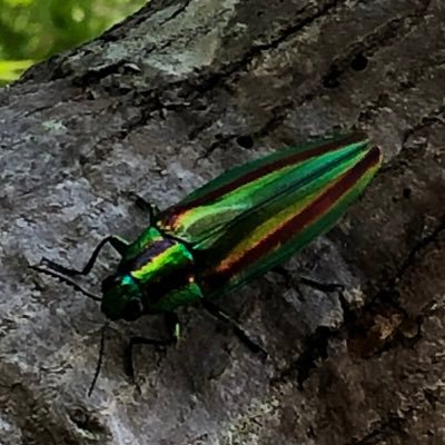 飛鳥在住なんだぞ。