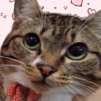 保護猫モコまる (@kotoamakm) Twitter profile photo