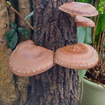えだ豆(低浮上気味)さんのプロフィール画像