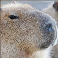 RooThoRn (@roothorn) 's Twitter Profile