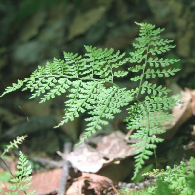 北海道、カジカ、植物、他生き物。北方系の生き物に惹かれる。