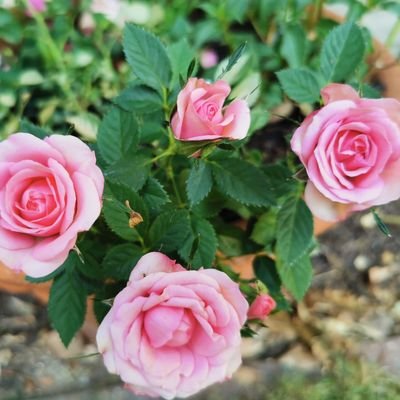 JustMeNMeAlone's profile picture. Just me it would appear!