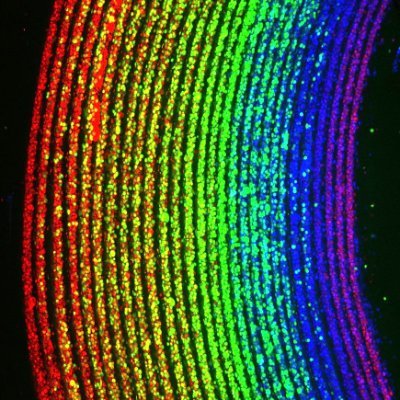RIFLE_biofab's profile picture. RIFLE is an exiting new biofabrication technology collaboratively developed by the Universities of Edinburgh and Strathclyde in Scotland.