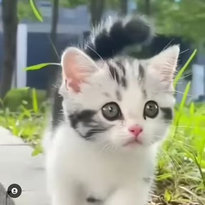 mamkorat1's profile picture. NY