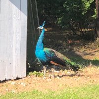 Beck (@stringbeck) 's Twitter Profile