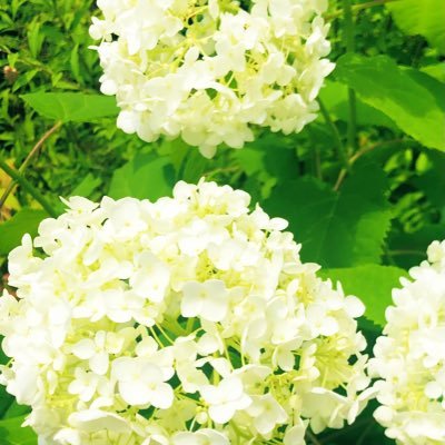 hima_wari_2021's profile picture. 