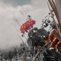noyaa (@stomatcha) 's Twitter Profile