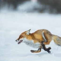 fast.FOX ☁️☁️🛸