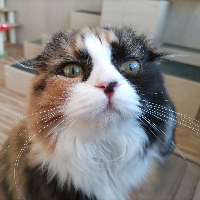 newfaceMari's profile picture. おクイズ(QMA)/千年戦争アイギス/城プロRE/モン娘TD/スイメド/アズレン(2025年8月から)/一部の音楽
DMMゲーは無理のない課金で頑張りたい…んだけど課金額が減らない…。
QMAは3から始めたけど、もう色々と忘れました。今は検定と登龍門がメイン。
詐欺系、情報商材、アフィ、出会い系等は即報告＆ブロック