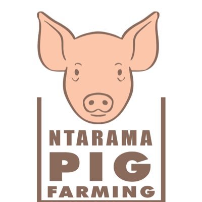 We are revolutionizing commercial pig farming in Rwanda with focus in its value chain. Contact us:📧:pigsfarmingongrandscaleltd@gmail.com|Tel:+250 788 892 051.