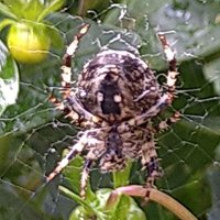 Dirk 62 (@dirk0862) 's Twitter Profile