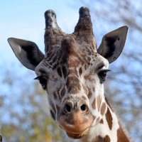 Carter Giraffe(@CarterGiraffe62) 's Twitter Profile Photo