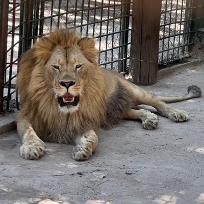 動物大好き❤アイスホッケー大好き🏒 ライオンズ大好き⚾️ナポリタン大好き🍝 勝手にフォローさせて頂きますがお許しを 声なき者達の代弁者になりたい、そう願っています。ちょっと偉そうかな😅