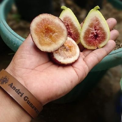 Hobby Tanaman Bunga Dan Buah
🌿🌿🌿🌿🌿🌿🌿🌿🌿🌿🌿🌿
https://t.co/50d2cuwcTU