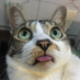 Matt Wang (@mattwang44) Twitter profile photo Matt Wang (@mattwang44) Twitter profile photo