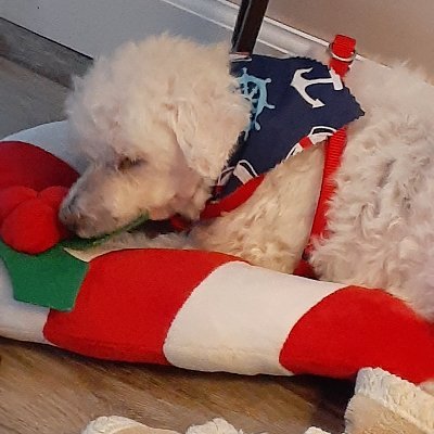 #notbuyingbitcoin #flyeaglesfly#animalrights#endracismandantisemitism #stoppuppymills #stopbreeding #adoptdontshop