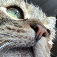 Sebas (@sebas_devv) 's Twitter Profile