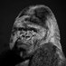 Norf (@norvernblork) Twitter profile photo Norf (@norvernblork) Twitter profile photo