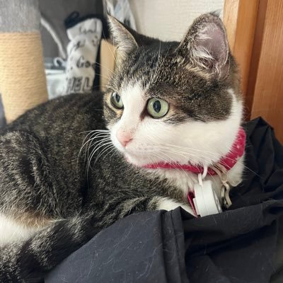 三毛猫マロン14歳キジ白えごま(保護猫)6歳🥰猫さん達のアカウント作りました。ゆるりと載せていくのでよろしくお願い致します🙏✨ 来夢という名前で垢作ってましたがこちらに移動しました!