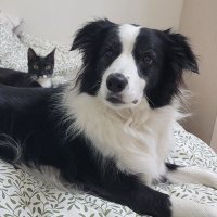 헤이즐이랑 까까랑 언니랑🐱🐶 (@mylovely_hazel_) 's Twitter Profile