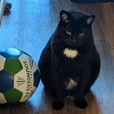 #blackcat #rescue 😻 I wuv all 🐈 🐕. also some🦔 & 🐦🦉🦜🦚🕊️. 
😽 
💚💙 #sounders⚽ 

am 🐈 don't want hooman sexy time DMS or followers.🙀