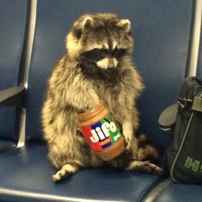 Just a degen Trash Panda