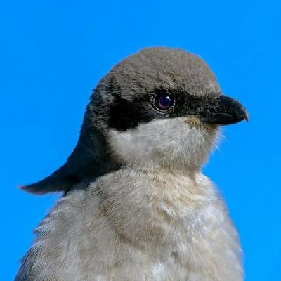 VictorOladunmo1's profile picture. 