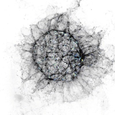 Blatt BioImaging Center Profile