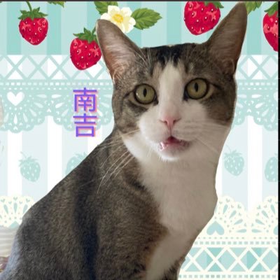 うつ、強迫性障害治療中(主に確認行為)。猫好きさん、アニメ好きさん、強迫性障害さんと繋がりたくてTwitter始めました。