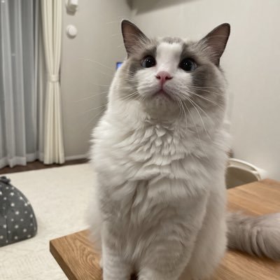 ywaka's profile picture. 嫁と子供とFC東京とラグドールとウイスキー ときどきレノファ山口＆琉球 息子の同級生や同じチームだった子、ライバルだった子も応援しますꉂꉂ📣今年もビッグフレームス🟦🟥