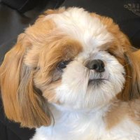 ぽこ (@poco20220603) 's Twitter Profile
