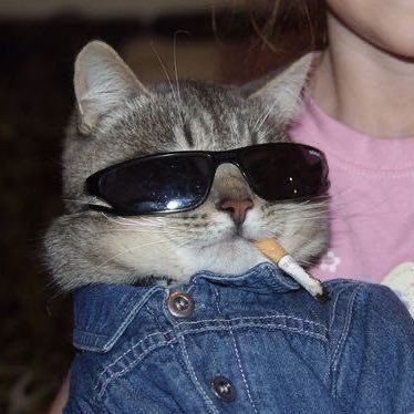 CaioRod41's profile picture. futuro uber, puto e flamenguista