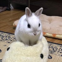 トラ吉 (@torakic07753723) Twitter profile photo