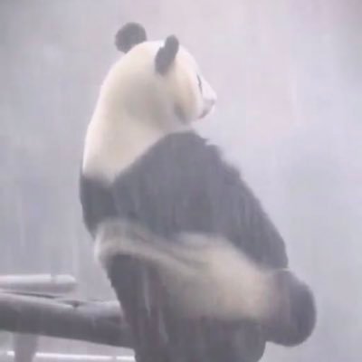 pandafatx3 Profile Picture