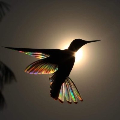 Guidamob's profile picture. 