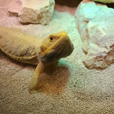 9P25993284's profile picture. ヤンセンナメラとアカメを増やすのを今年の目標に