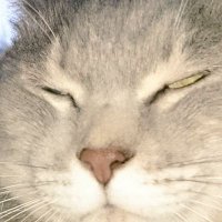ムチコ (@takokuma1811) 's Twitter Profile