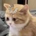 Hii (@nu2236709) Twitter profile photo Hii (@nu2236709) Twitter profile photo