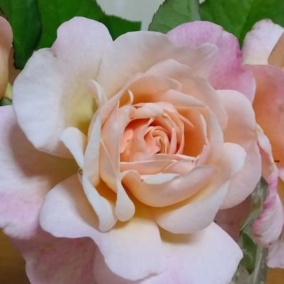 🍀可愛い動物🐱🐶🌷💐🪻🌱に癒やされます
🍀🥝とデコポン🍊好き
🍀✌️🌞お天道様は必ず見てる🍀一番大切な事は、元気な精神&体です🩷🩷小さな幸せを大切に✨毎日楽しく好きなもの食べてゆる〜く過ごしましょう🍰🍨🍹🧃🍡
