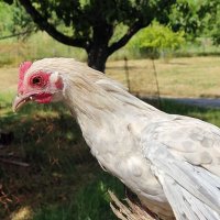 Riexinger (@oberriexingen) Twitter profile photo