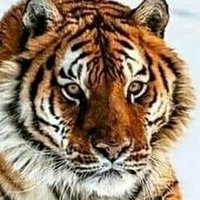 anchavankeulennasution9b (@anchavankeulen) 's Twitter Profile Photo